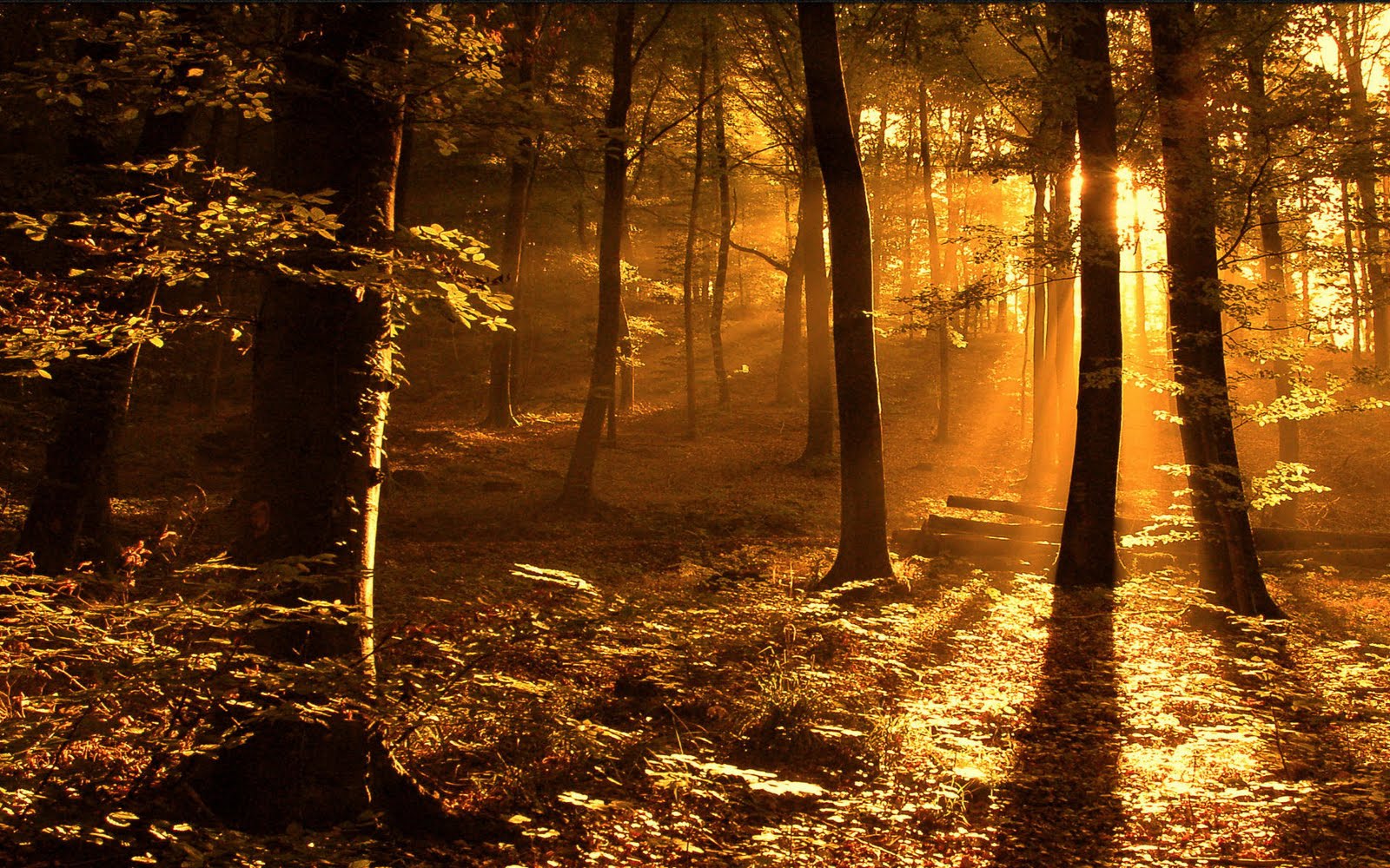 desktop beautiful wallpapers in nature dowload