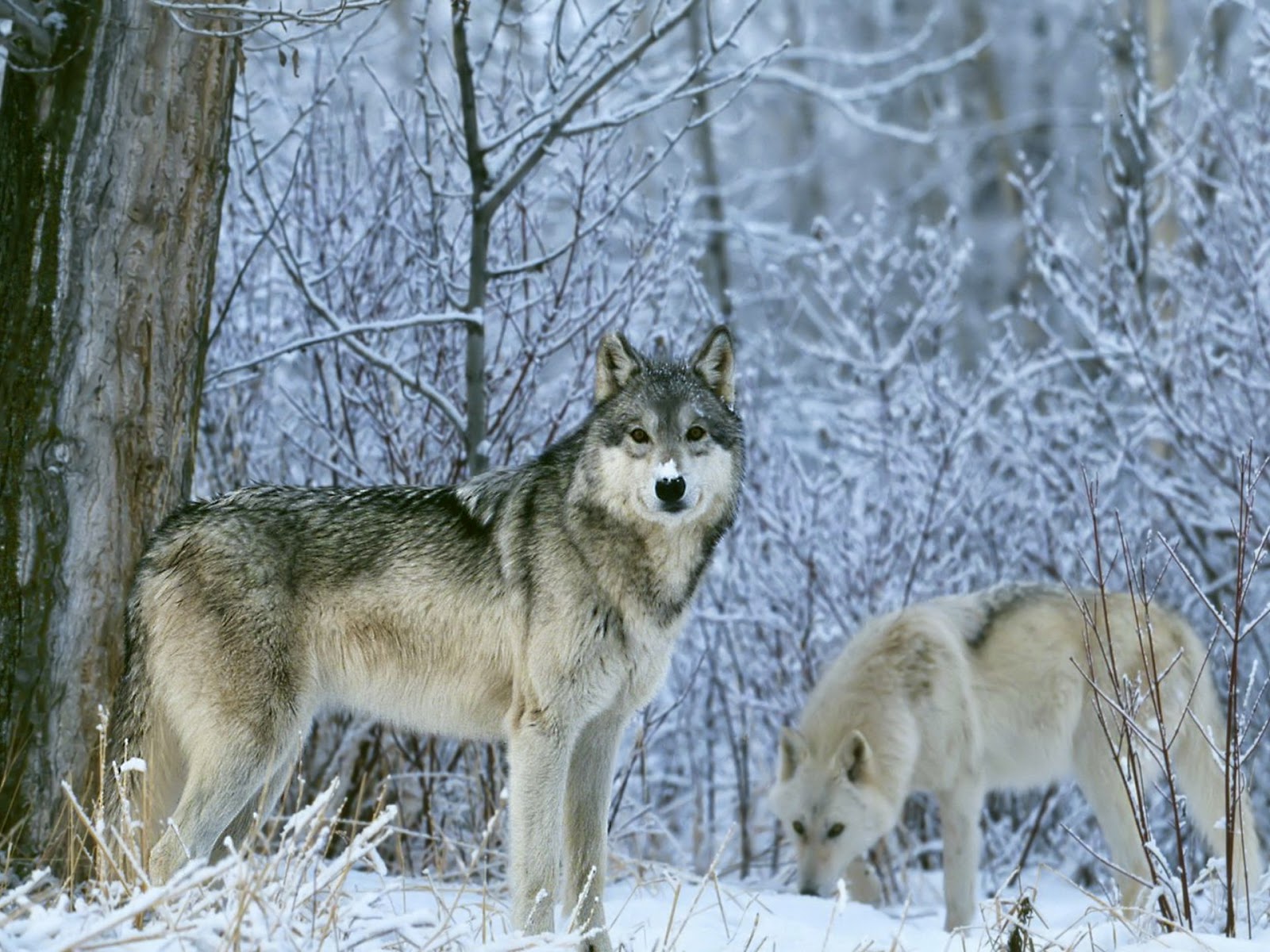 desktop beautiful wolf pictures dowload