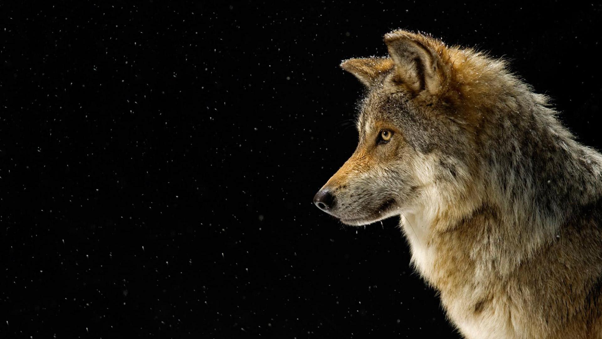 desktop beautiful wolf wallpaper dowload