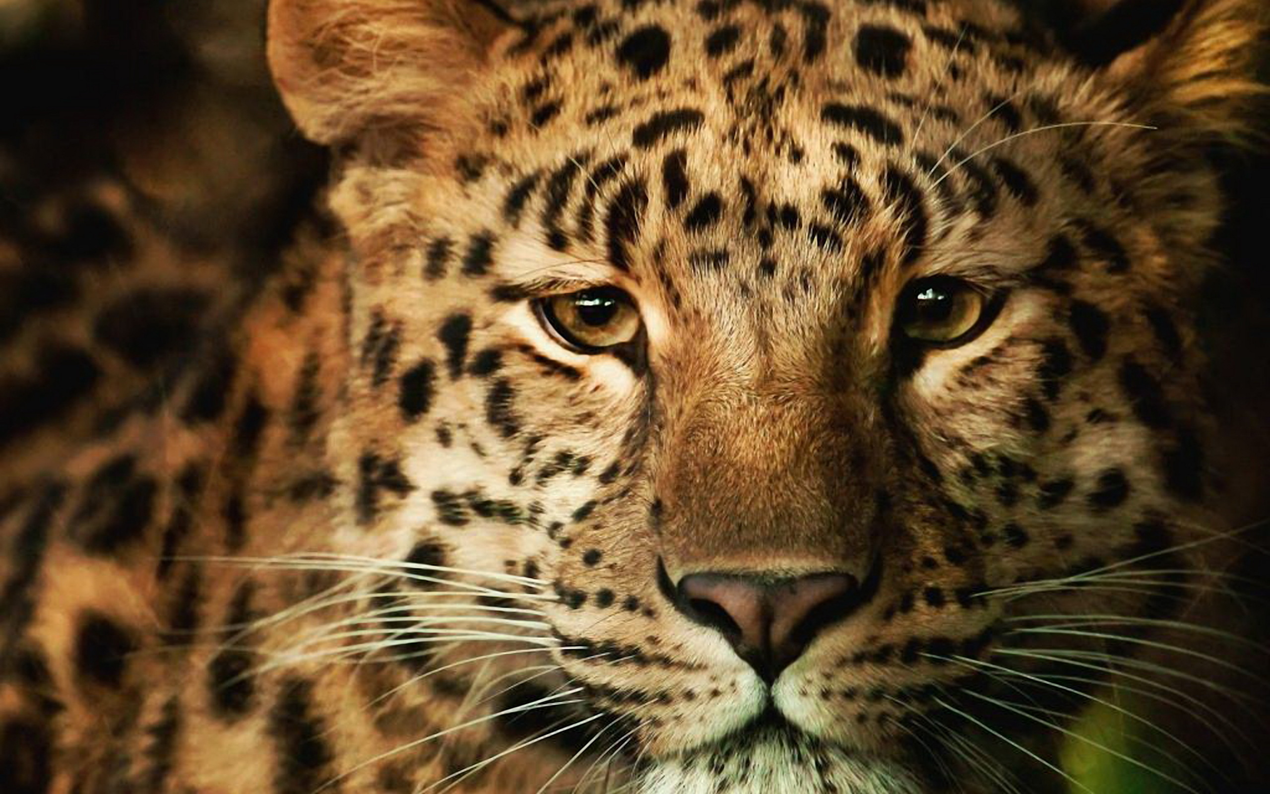 desktop big cats images dowload