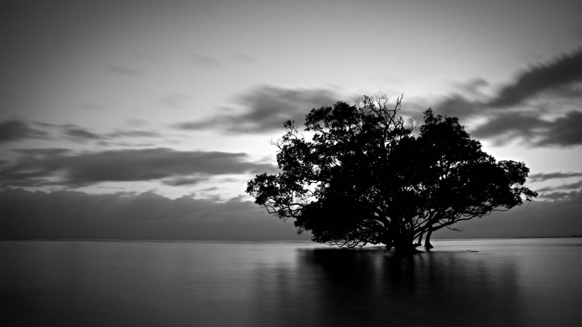 desktop black and white nature wallpaper dowload
