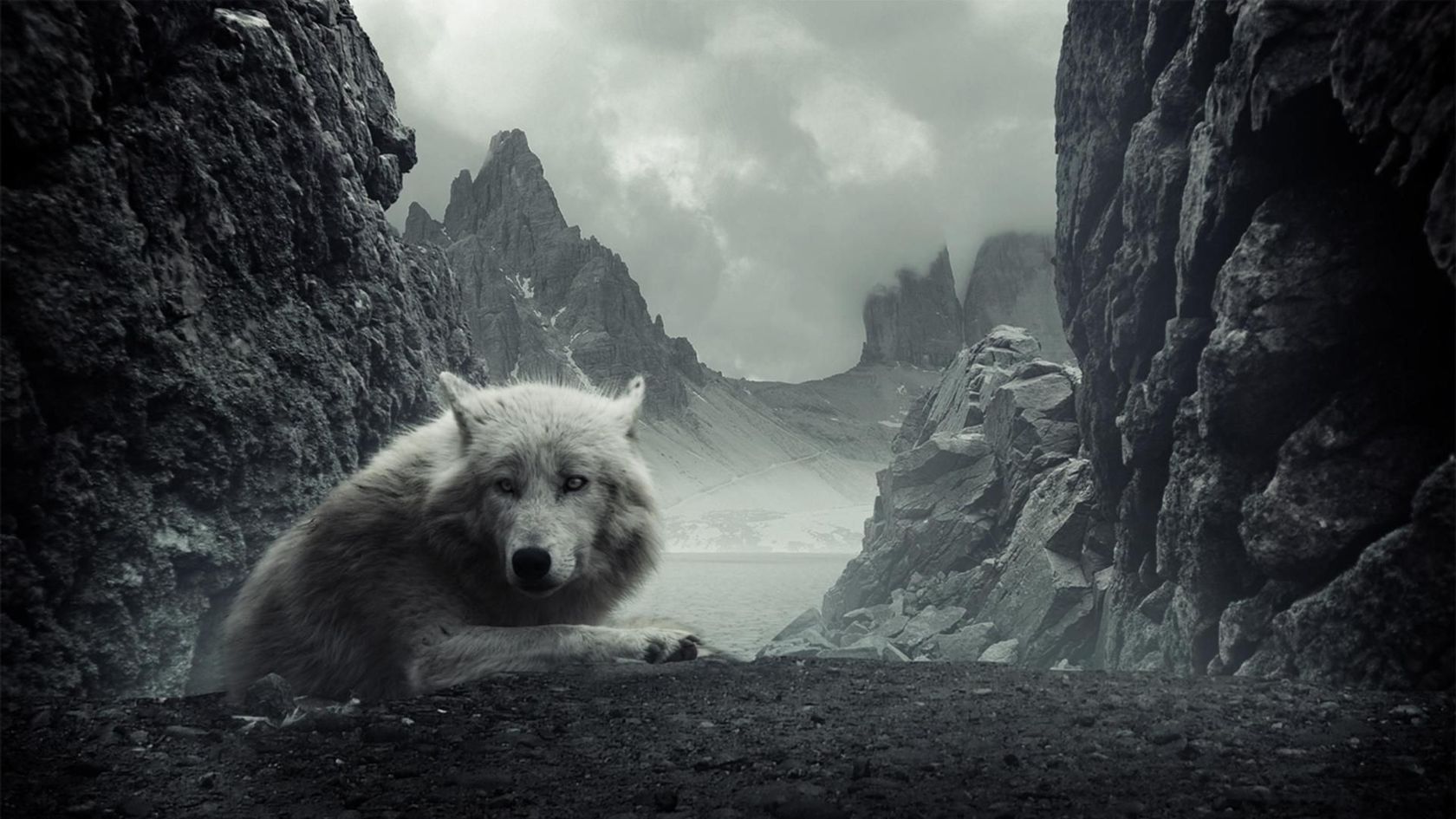 desktop black and white wolf pics