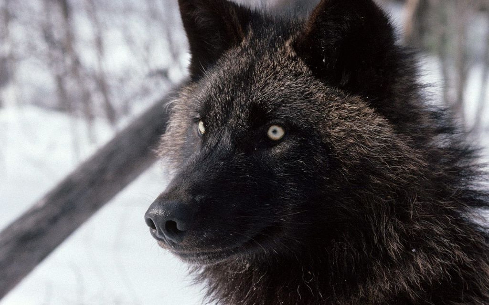 desktop black and white wolf pictures wallpaper