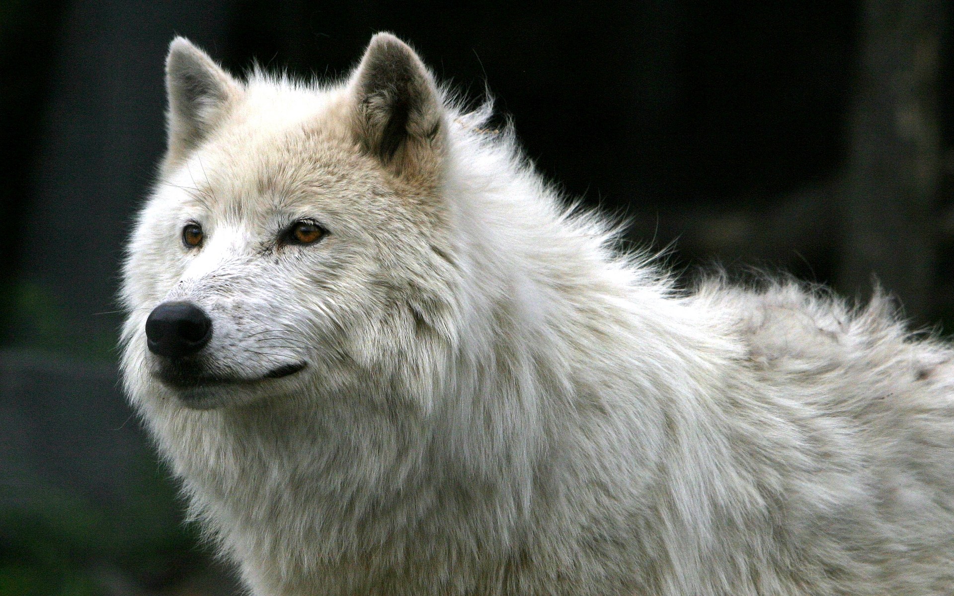desktop black and white wolf wallpaper dowload