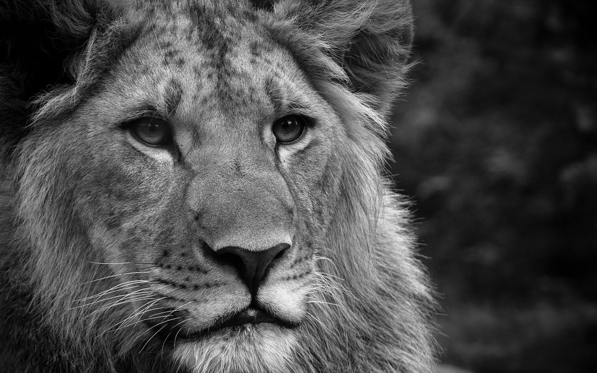 desktop black white pictures of animals