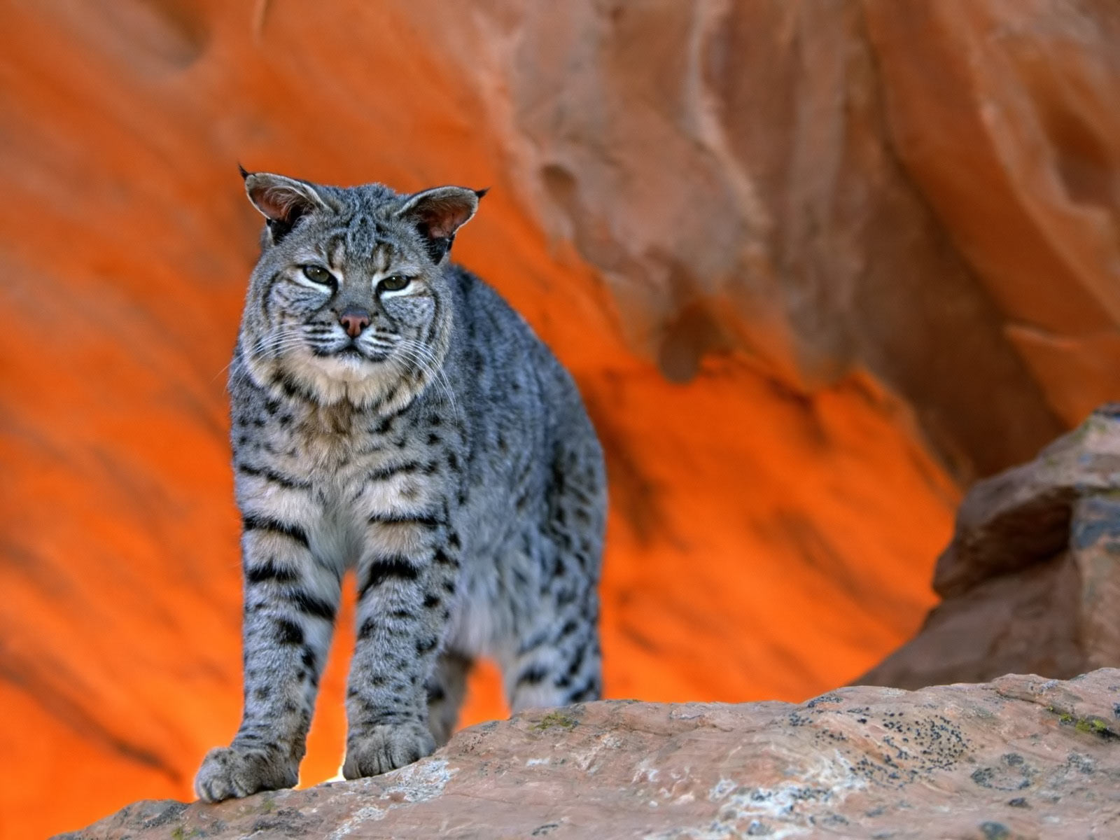 desktop bobcat images dowload