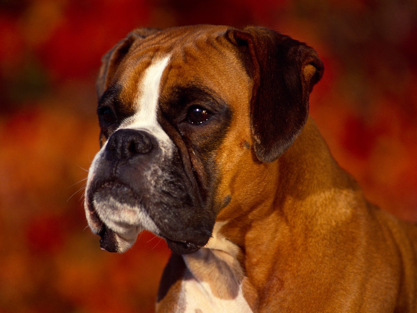 desktop boxer dog funny images dowload