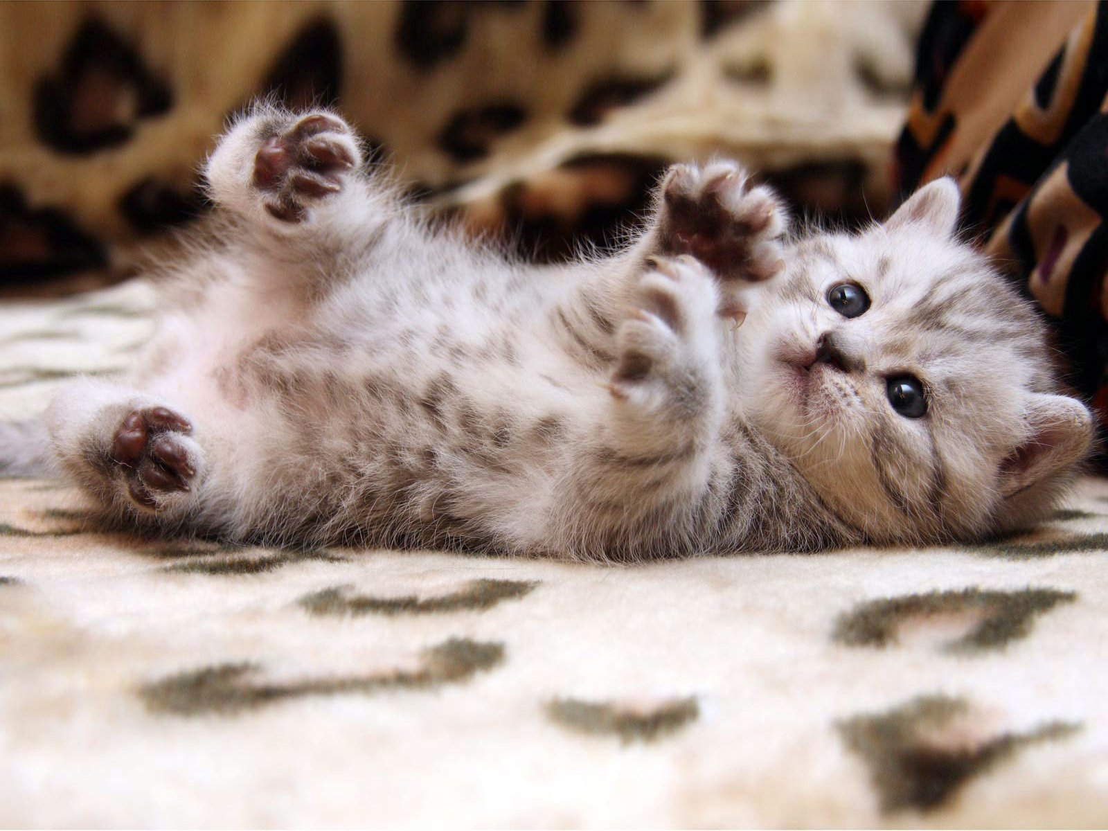 desktop cat and dog photos free dowload