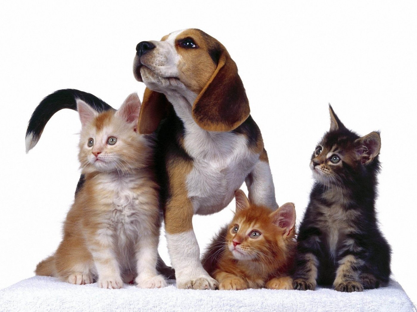 desktop cat and dog wallpapers dowload