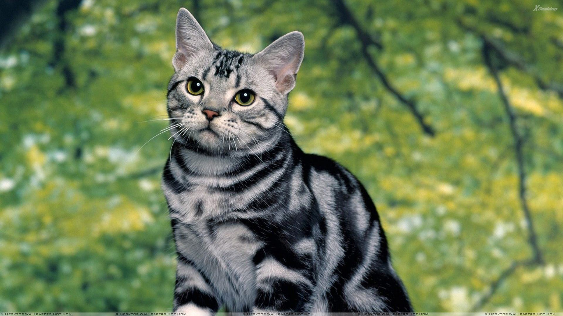 desktop cat and kittens images dowload