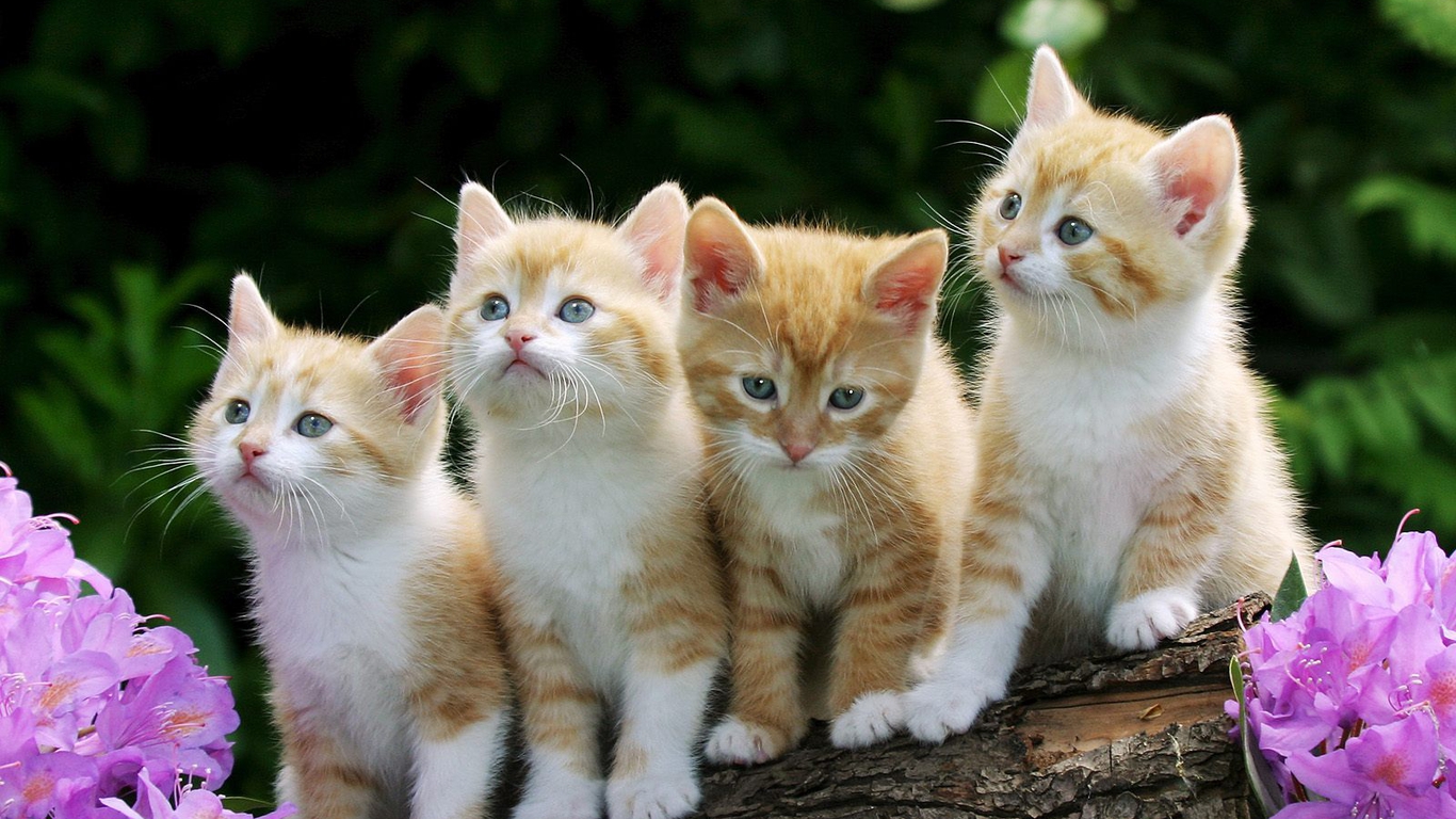 desktop cat background images dowload