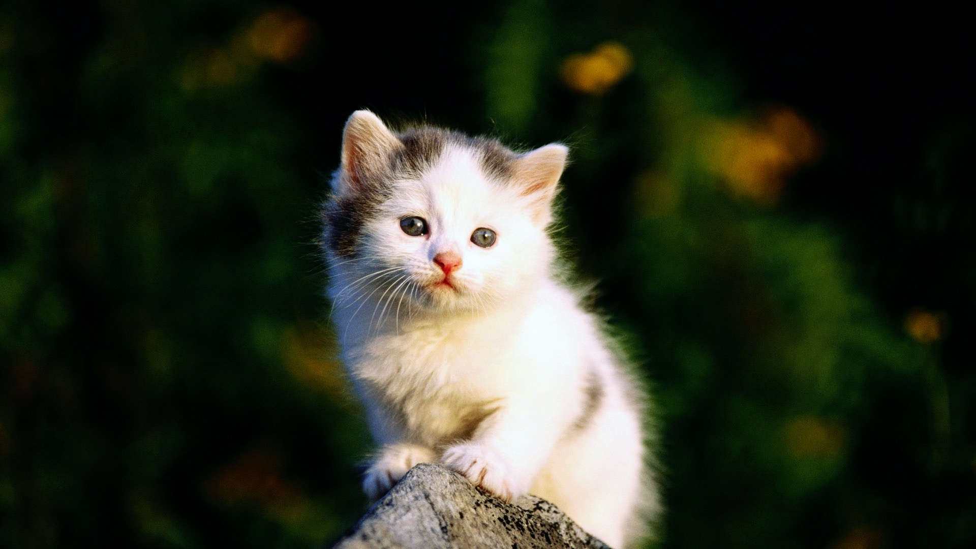 desktop cat cat wallpaper dowload