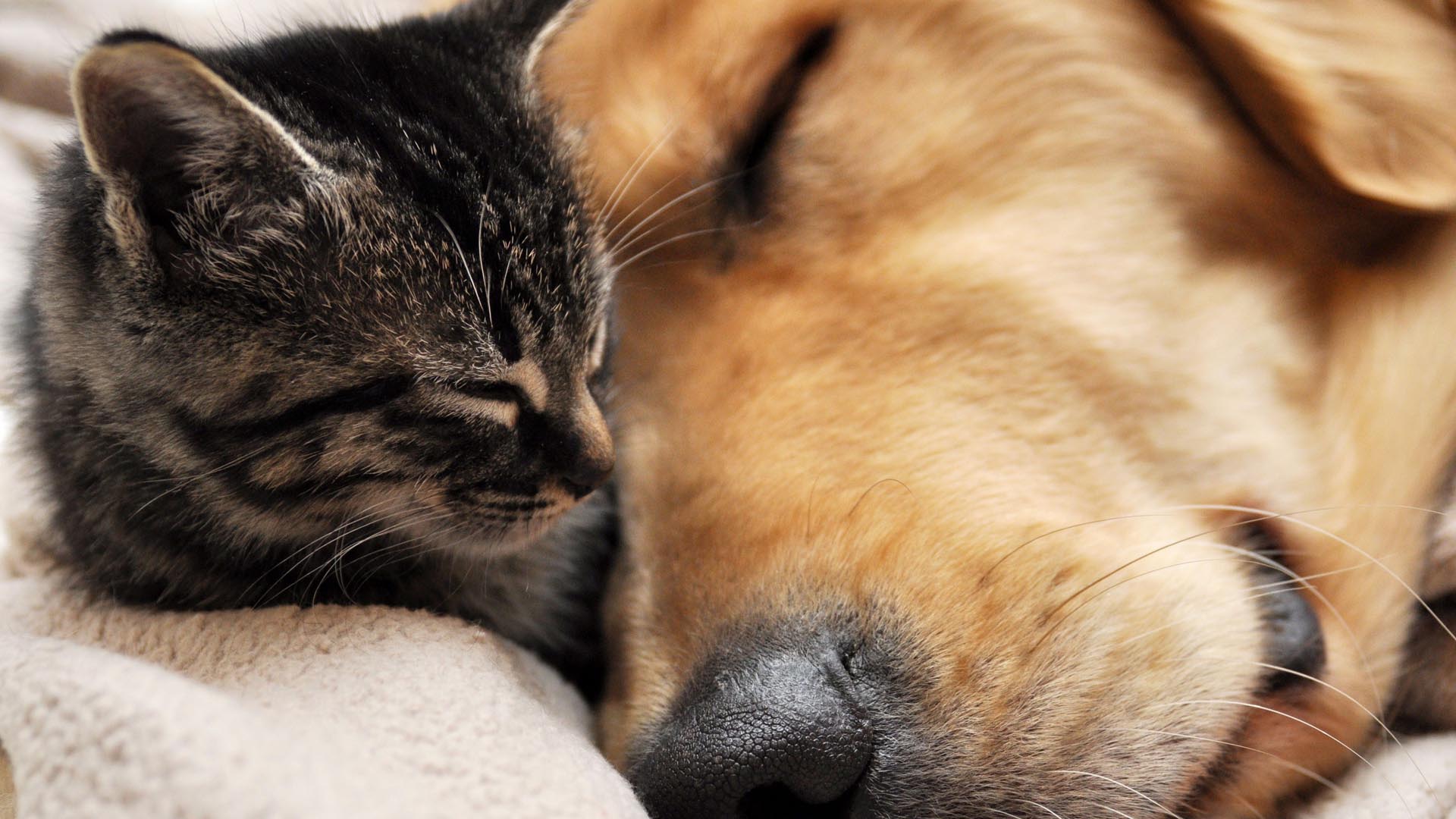 desktop cat dog images dowload
