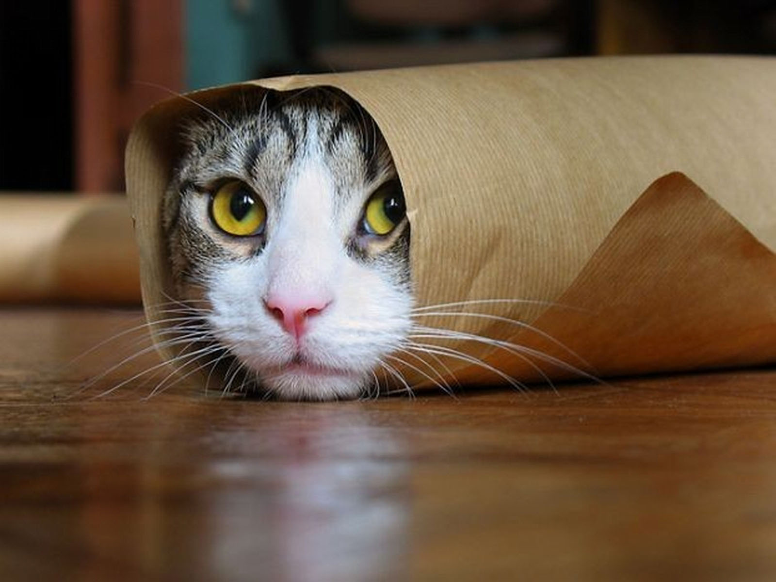desktop cat funny picture dowload