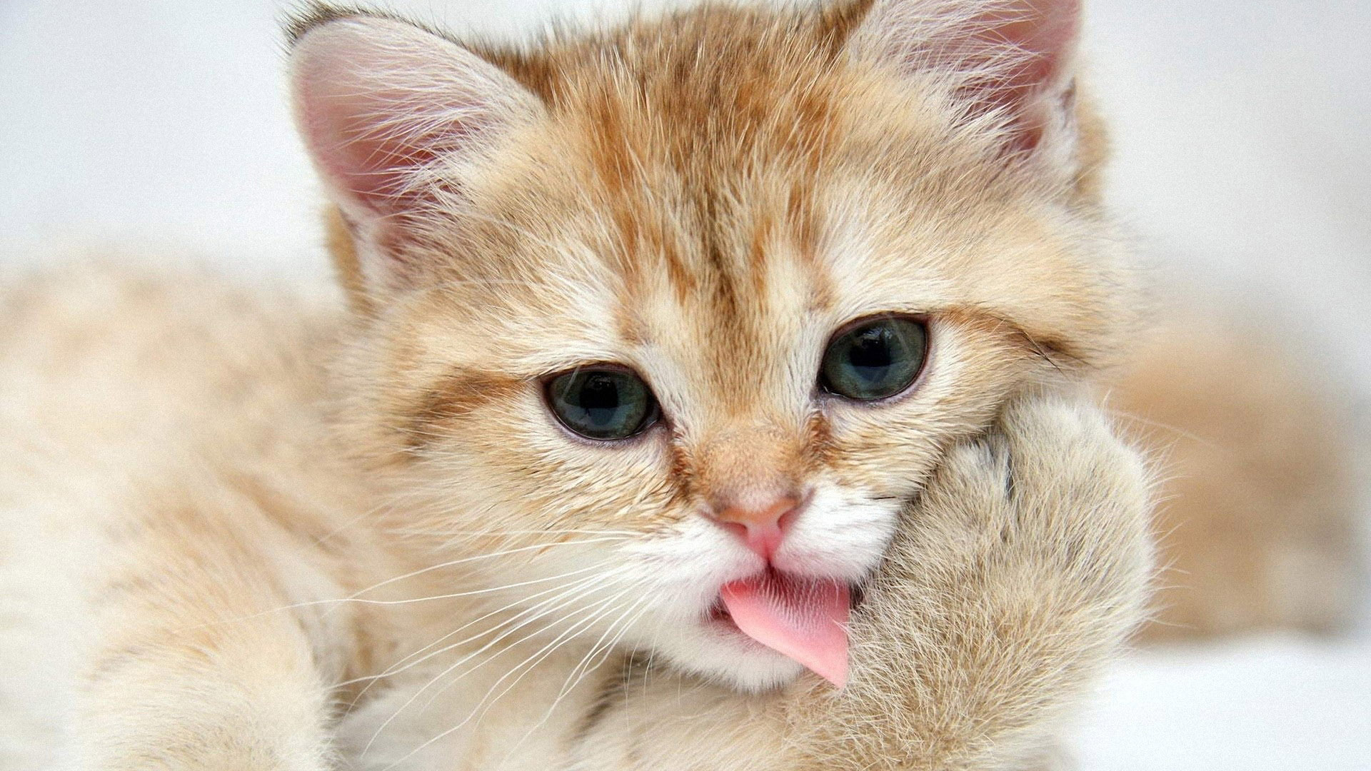 desktop cat hd wallpaper dowload
