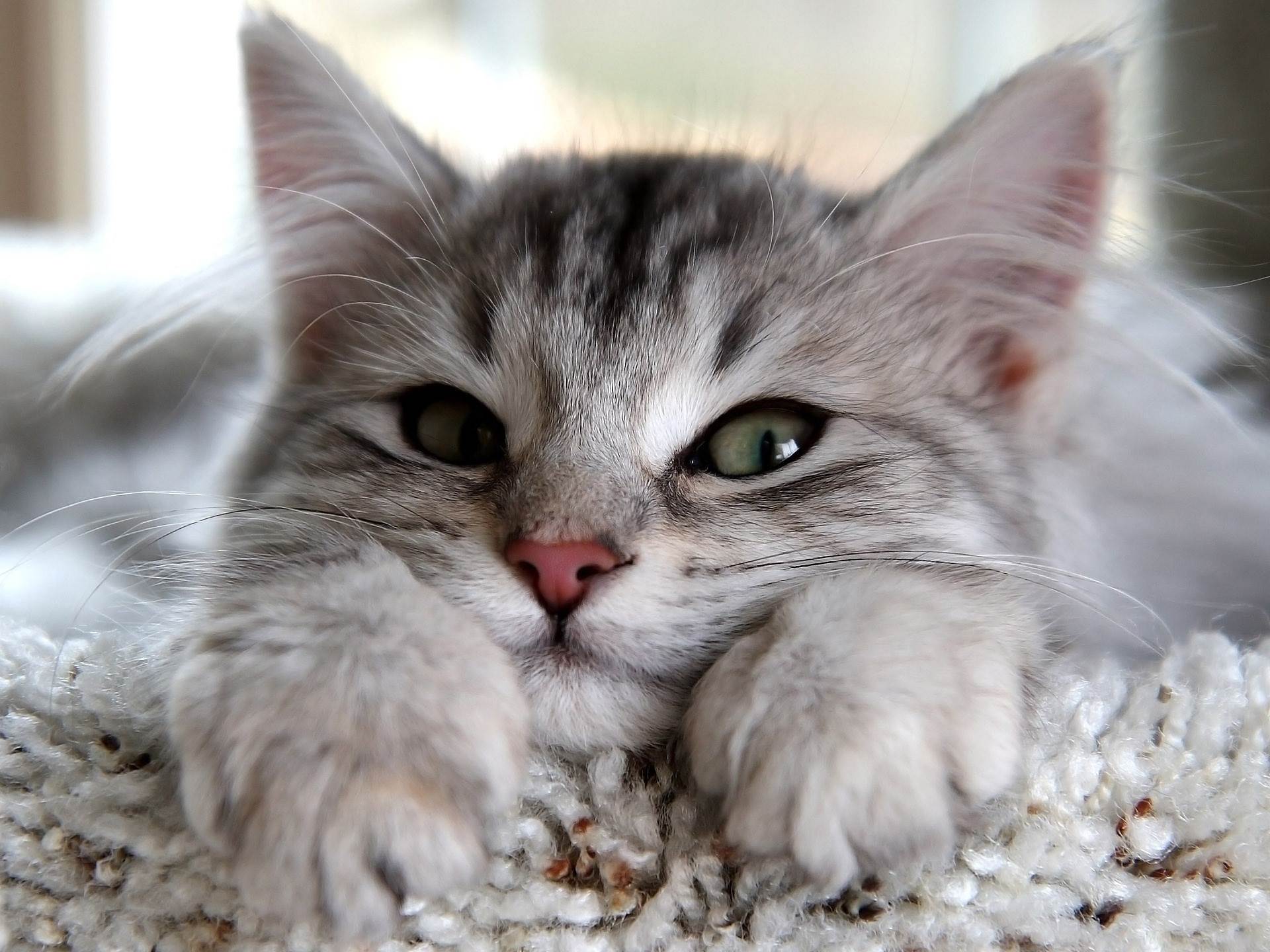 desktop cat images dowload