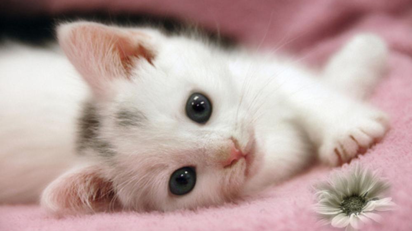 desktop cat images wallpaper dowload