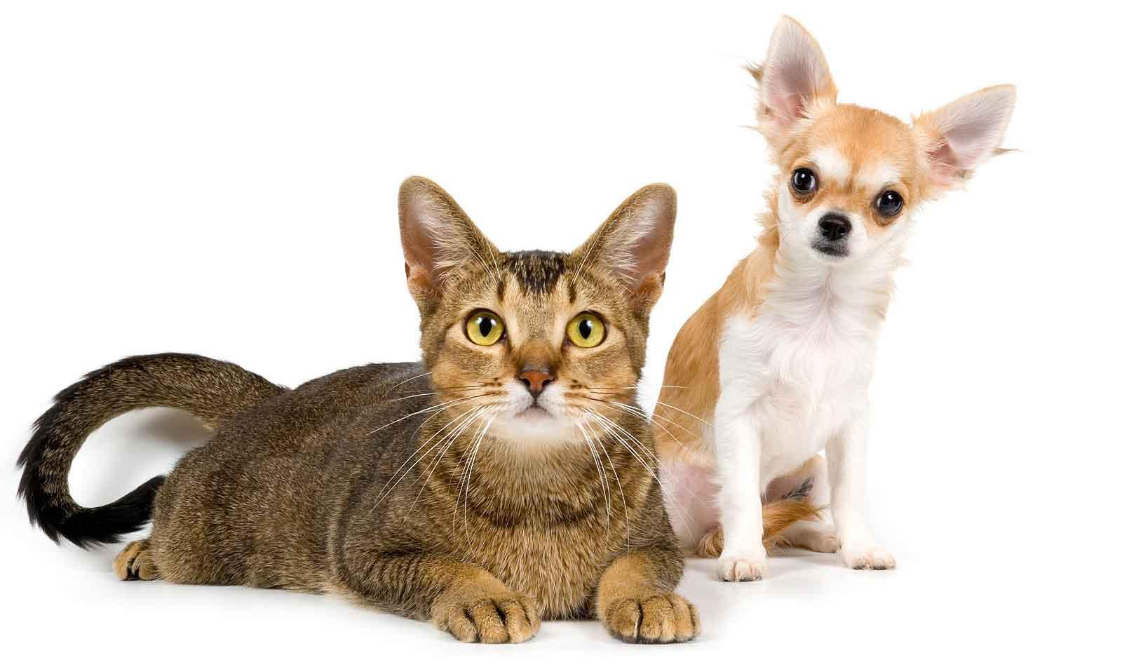 desktop cats and dog images dowload