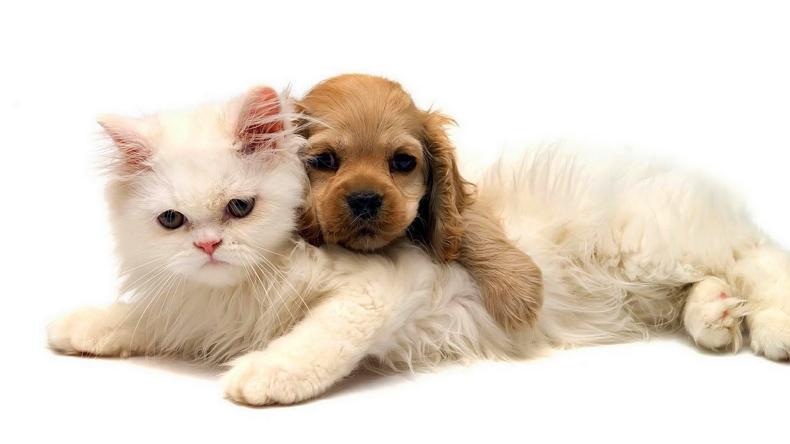 desktop cats and dogs pics dowload