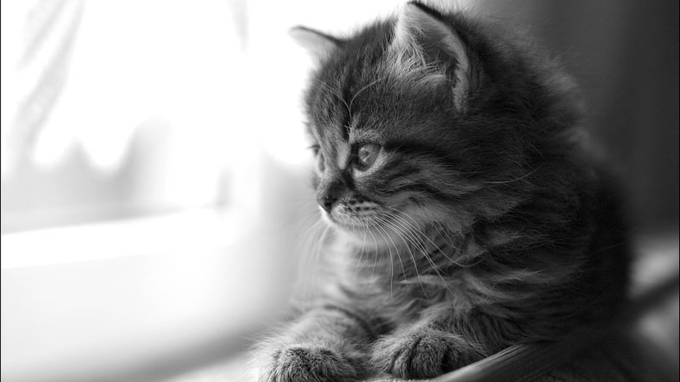 desktop cats and dogs wallpapers dowload