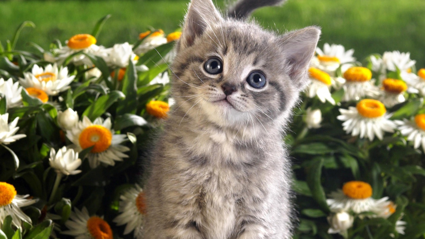 desktop cats background pictures dowload