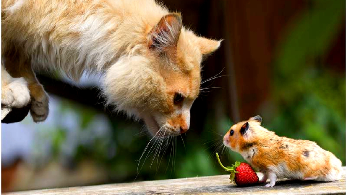 desktop cats funny images free dowload