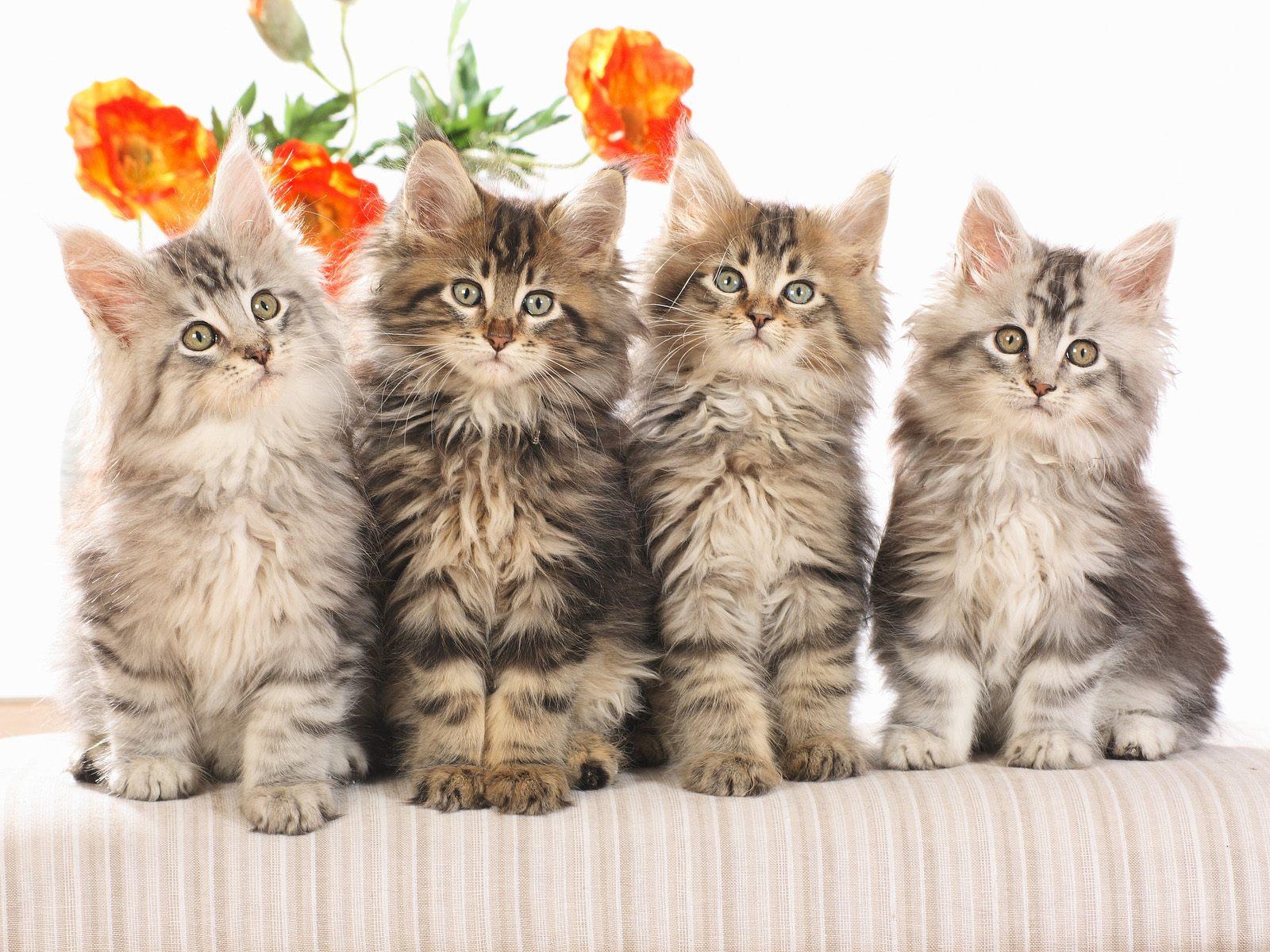desktop cats images dowload