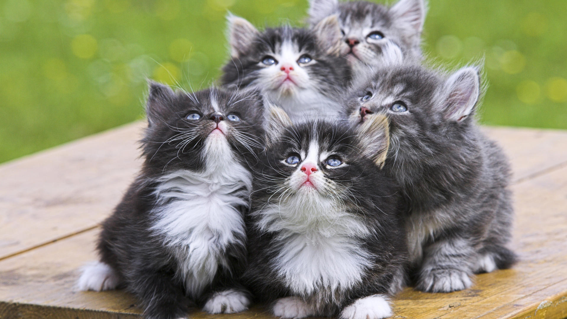desktop cats kittens images dowload