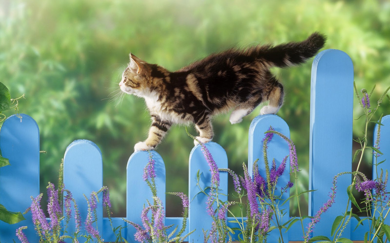 desktop cats pics of cats wallpaper