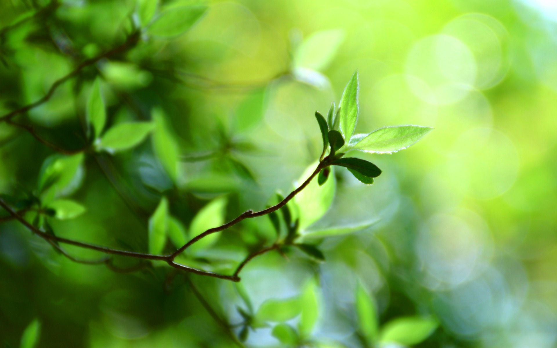 desktop computer backgrounds nature dowload