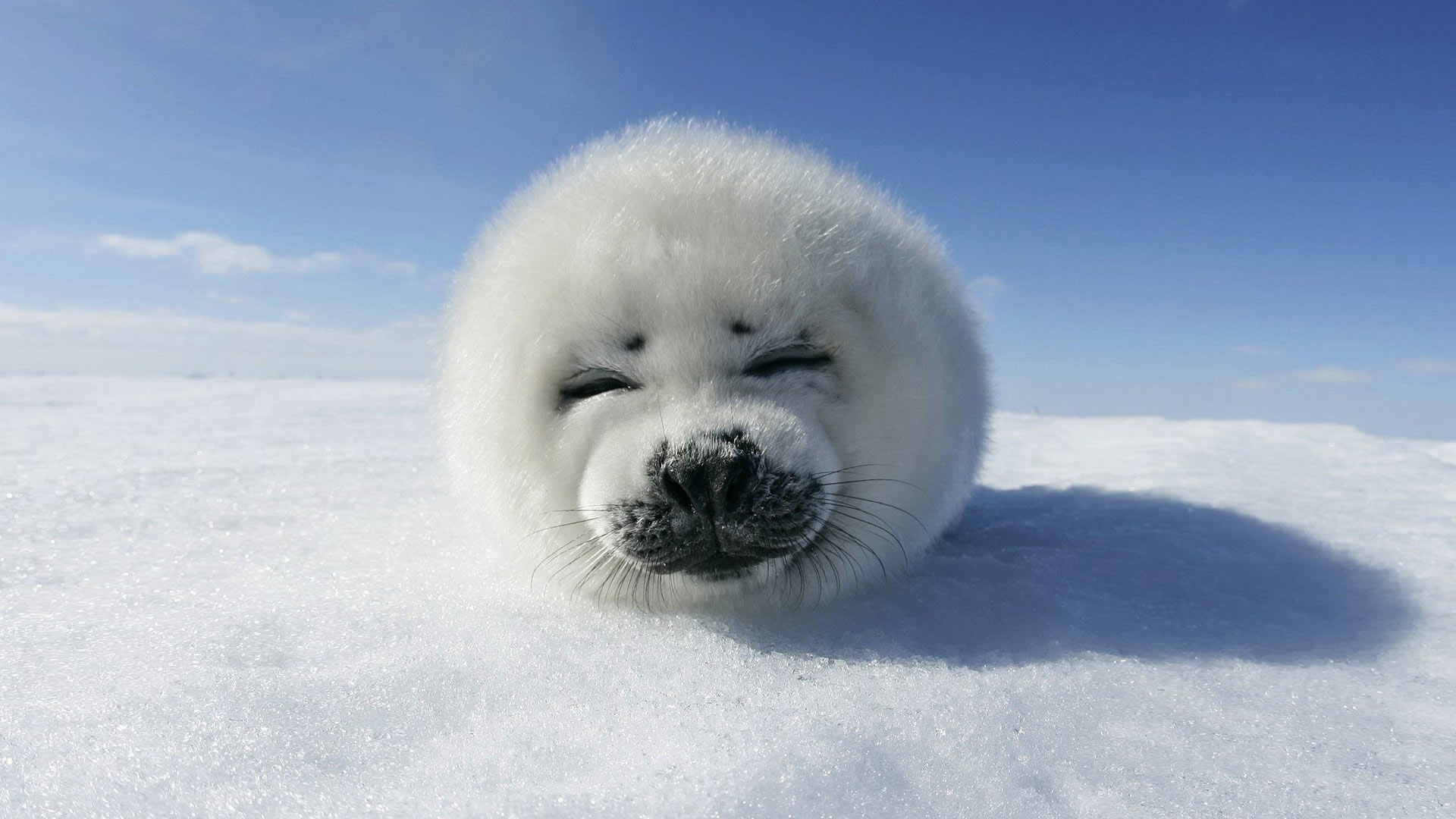 desktop cool backgrounds animals