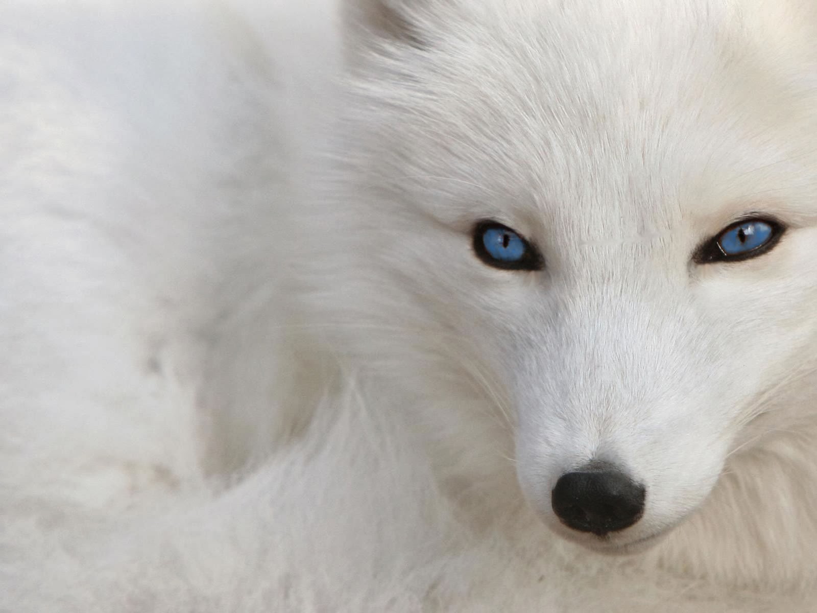 desktop cool fox pictures dowload