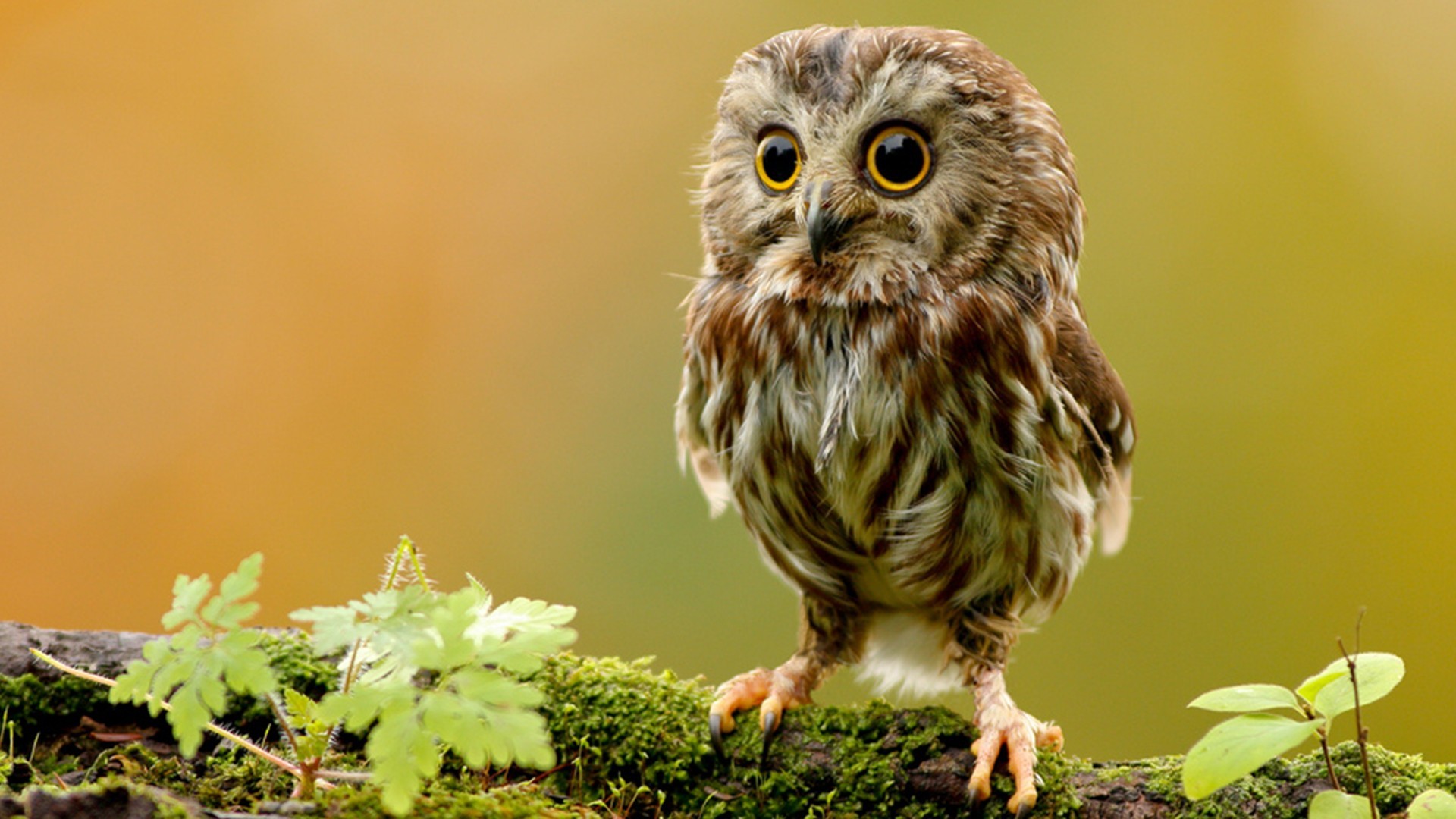 desktop cool owl wallpaper dowload