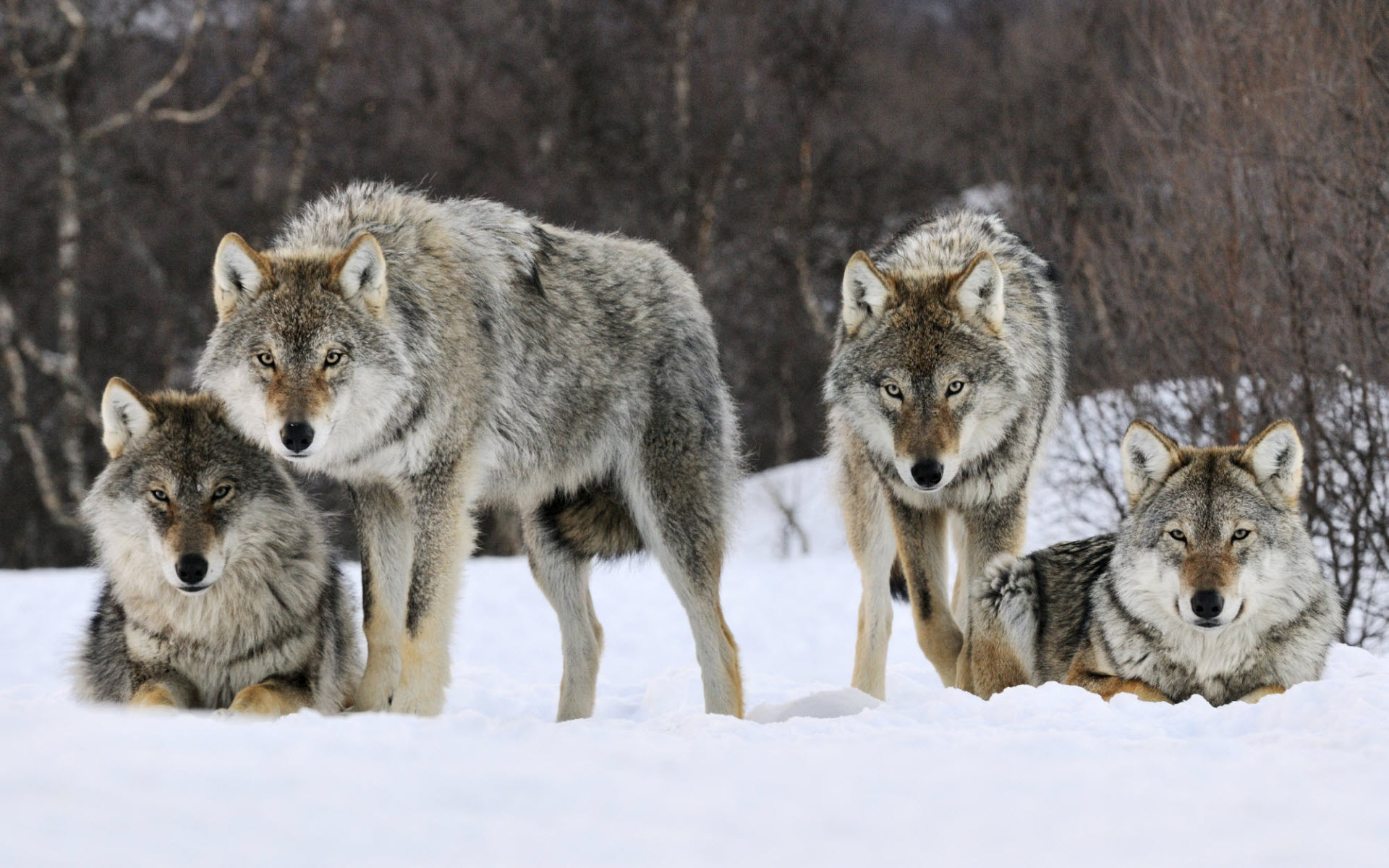 desktop cool wolf images dowload