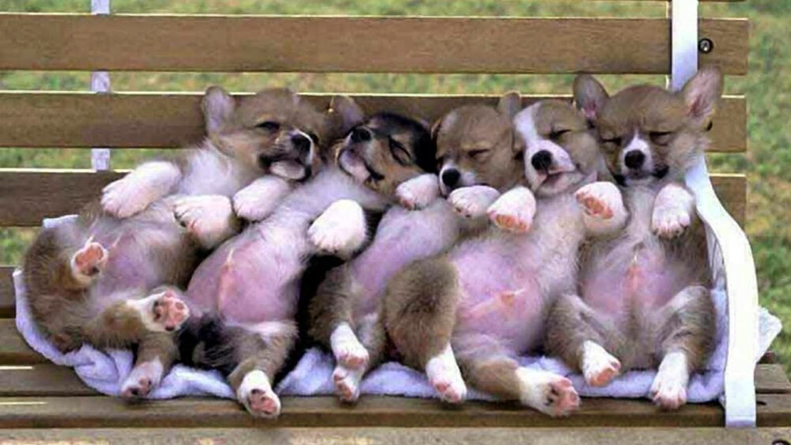 desktop cute and funny dog images dowload