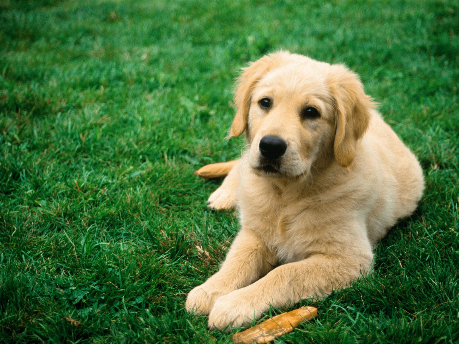 desktop cute and funny dog puppy images dowload