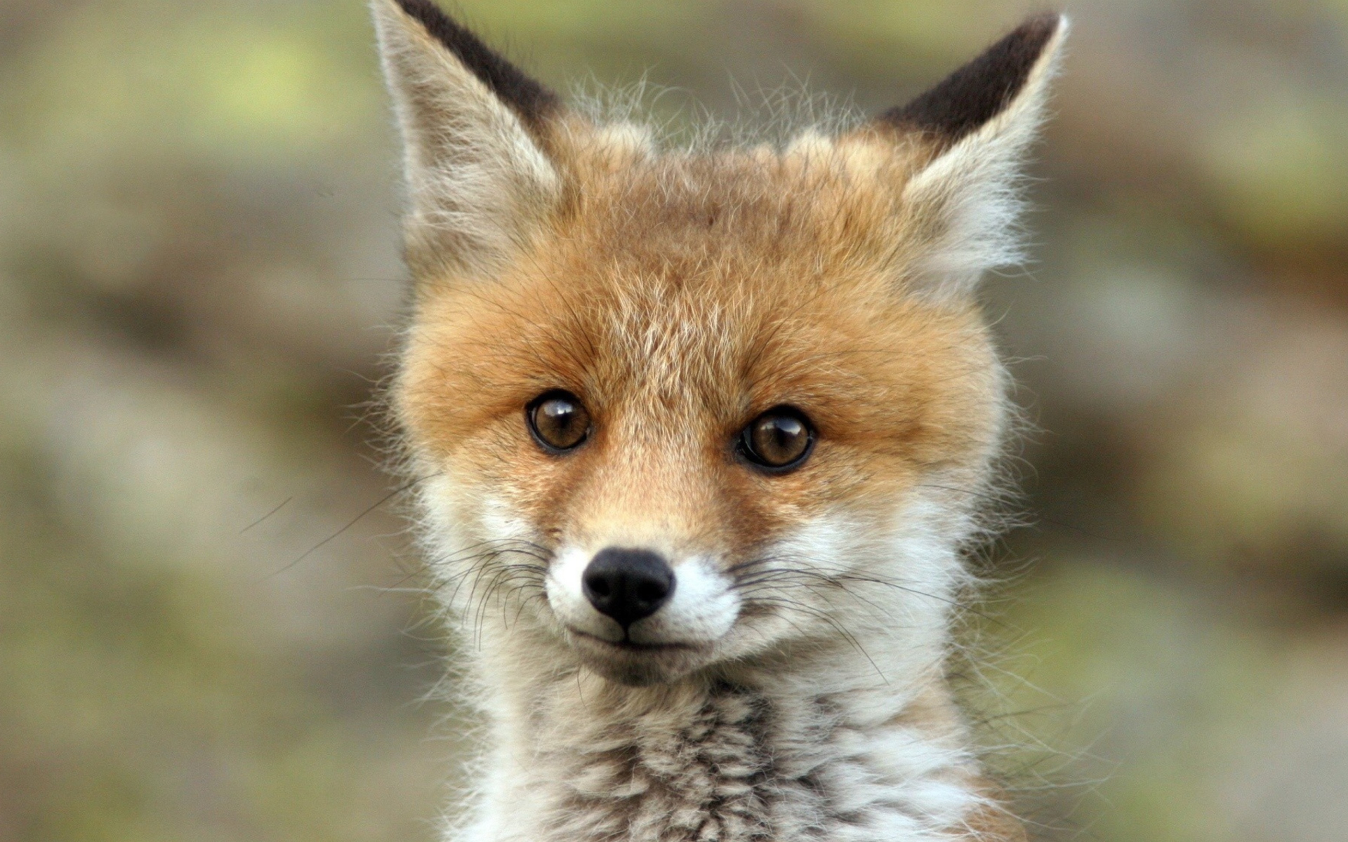 desktop cute baby fox pictures dowload