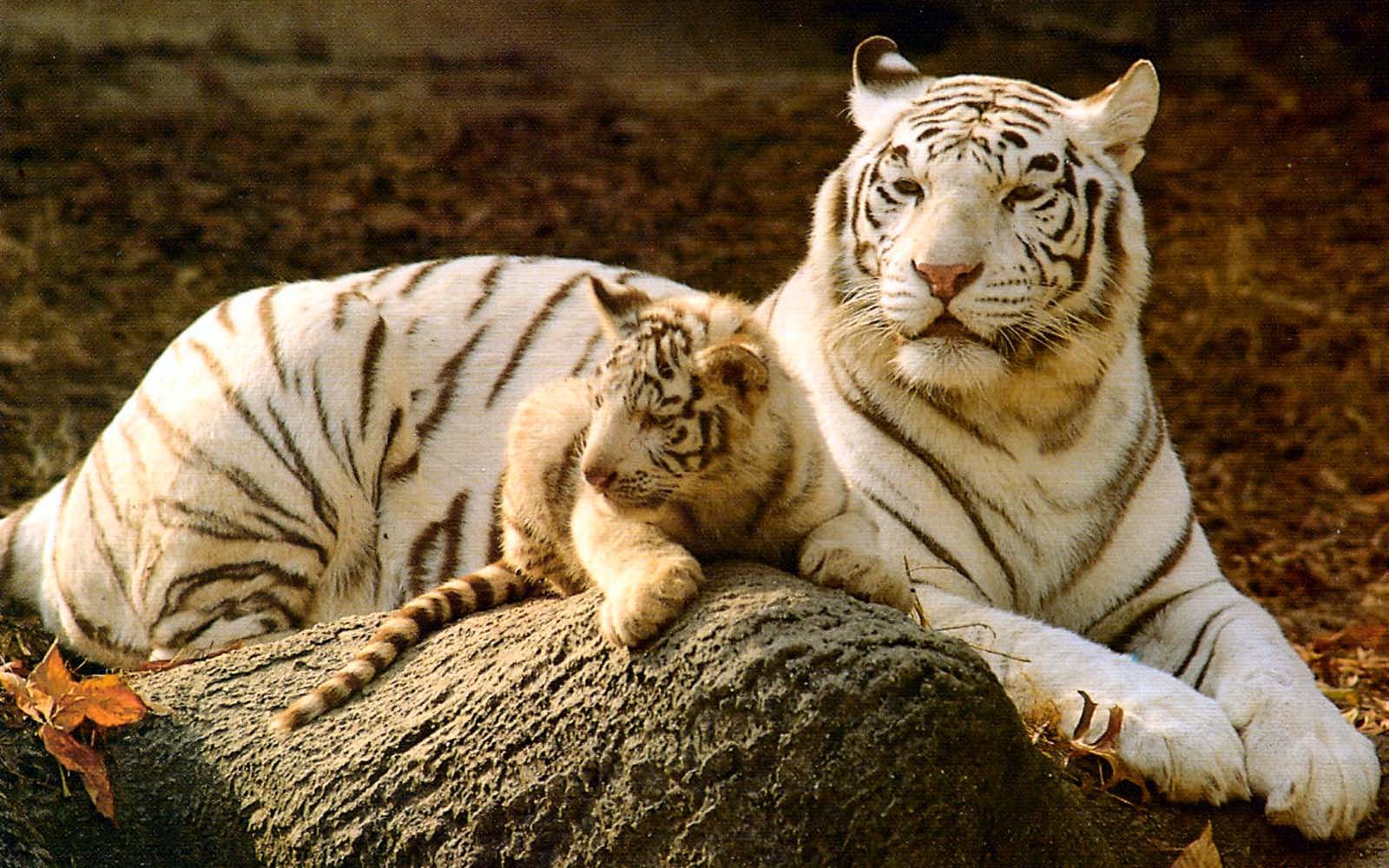 desktop cute baby white tiger images