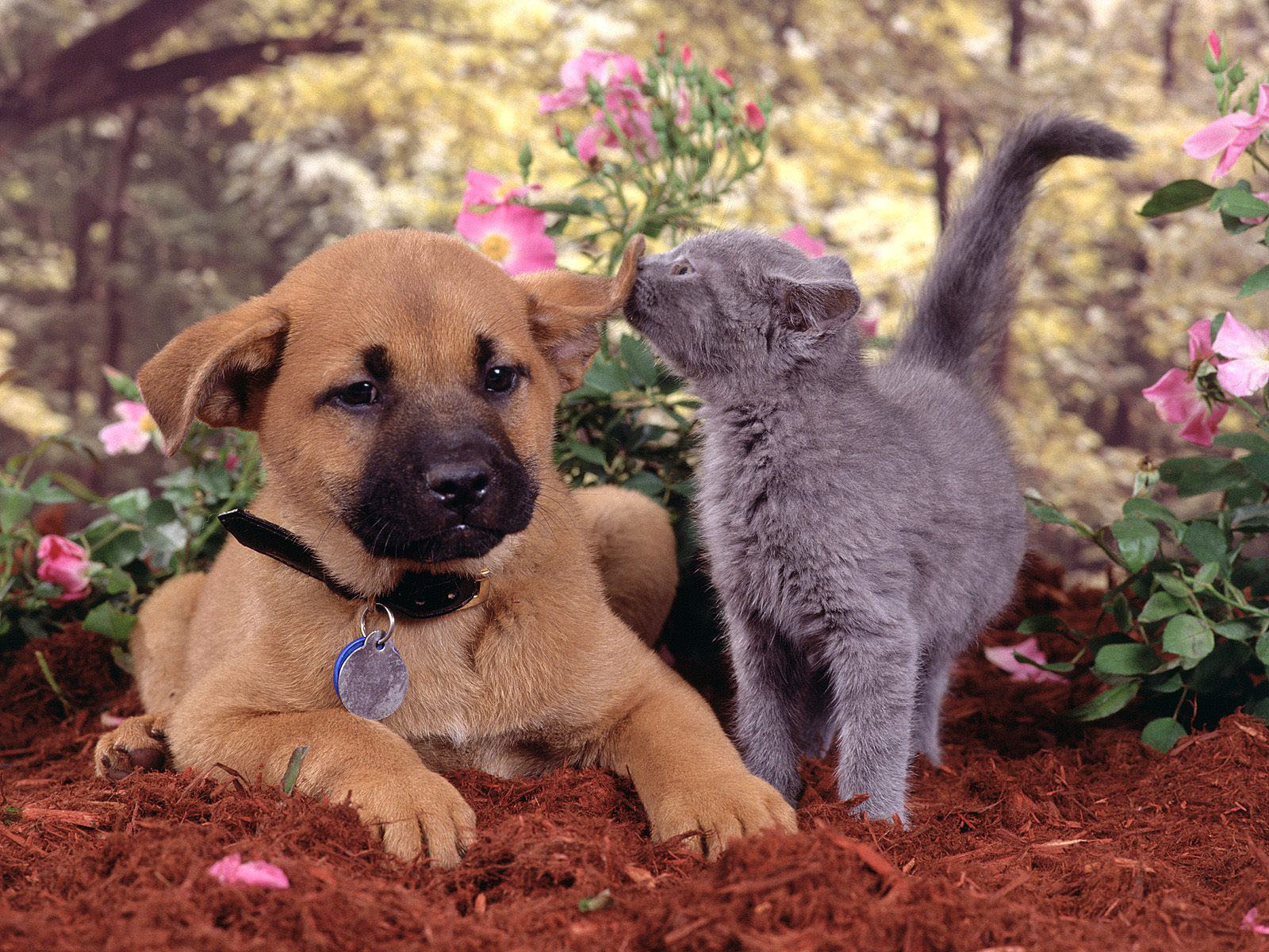 desktop cute funny dog and cat images dowload