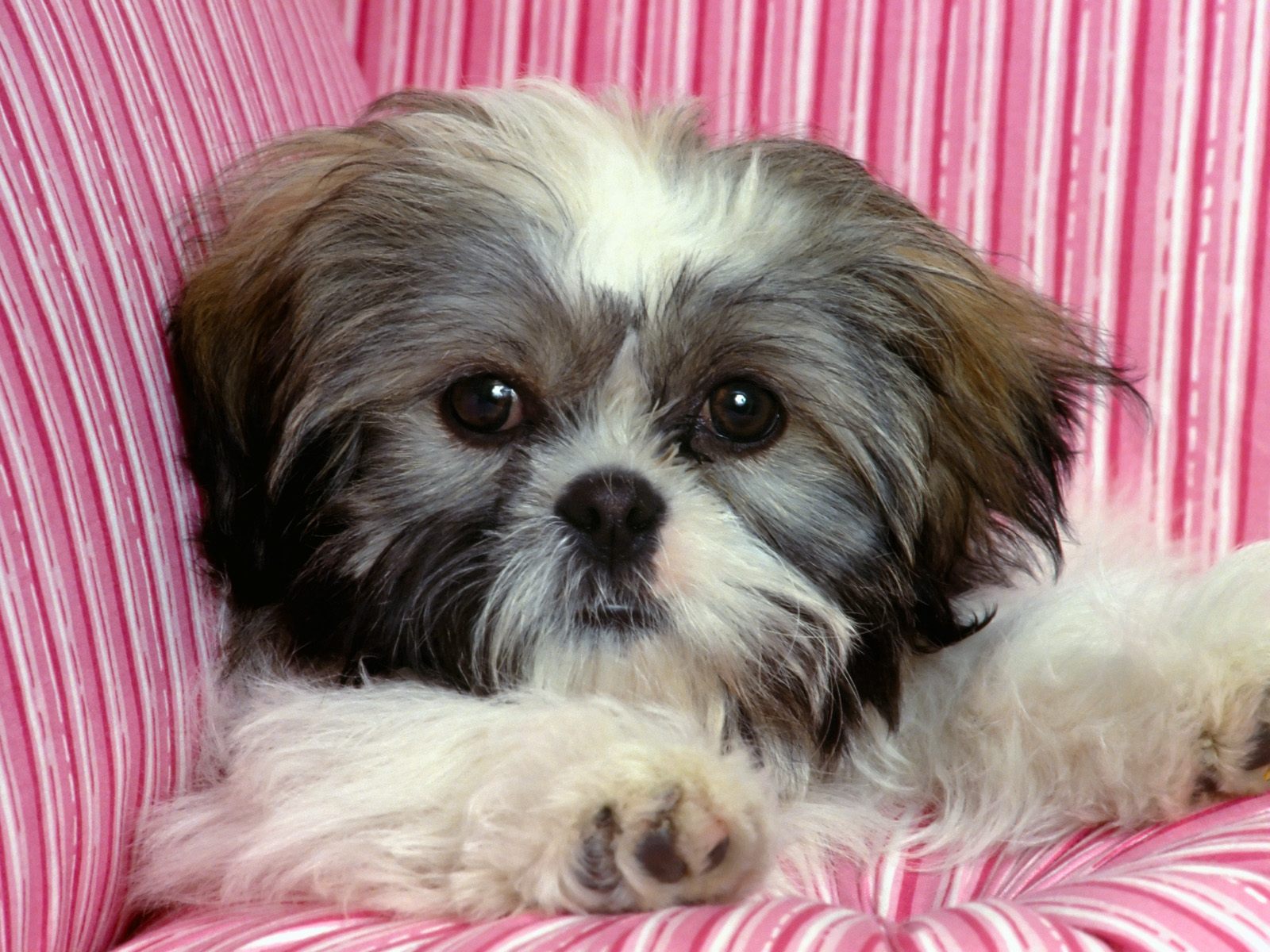 desktop cute funny dog images dowload