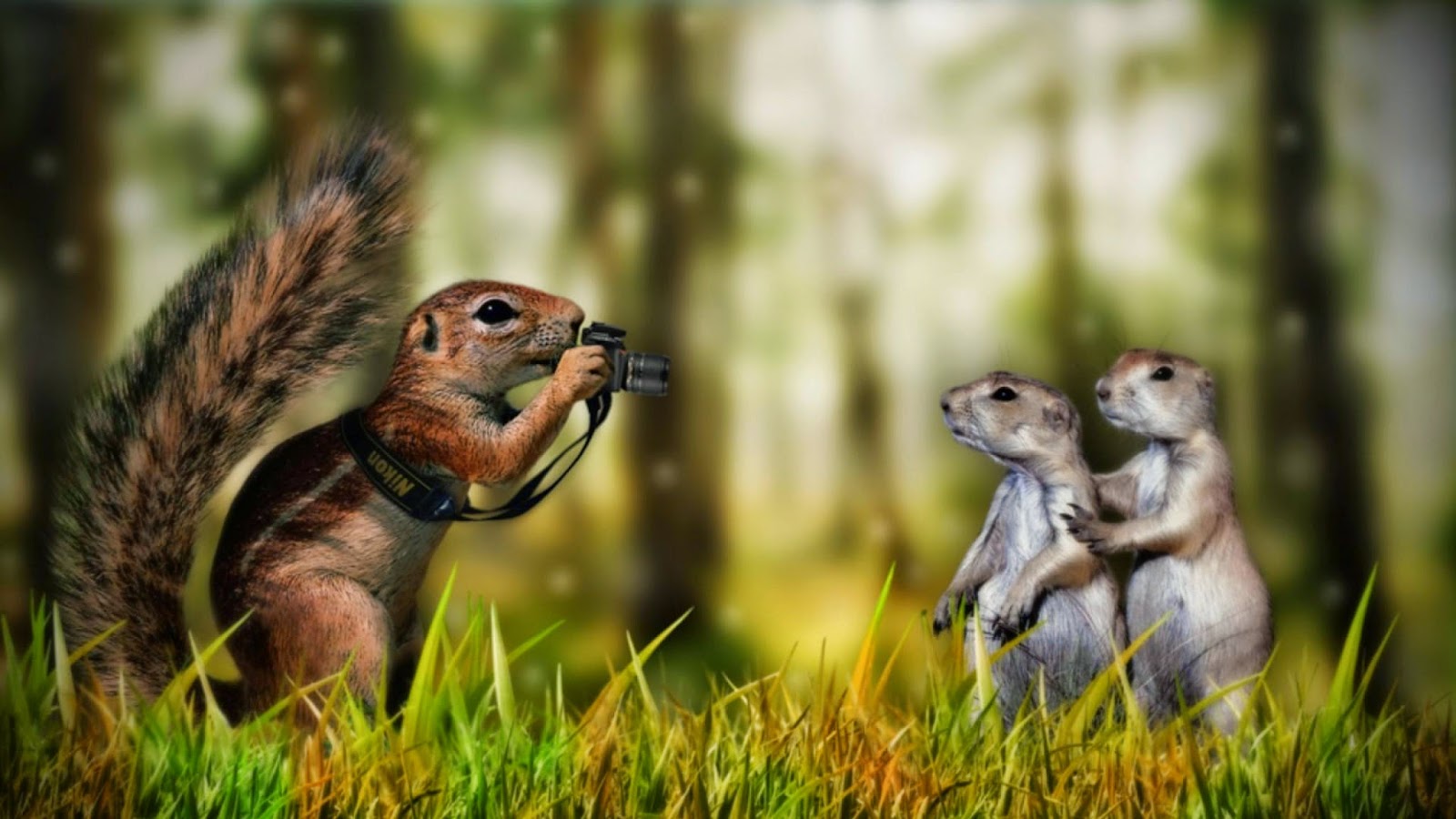 desktop cute funny images of animals dowload