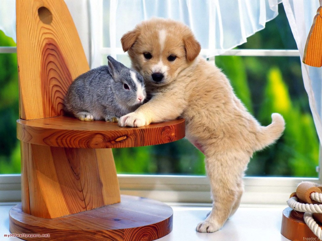 desktop cute funny images of animals