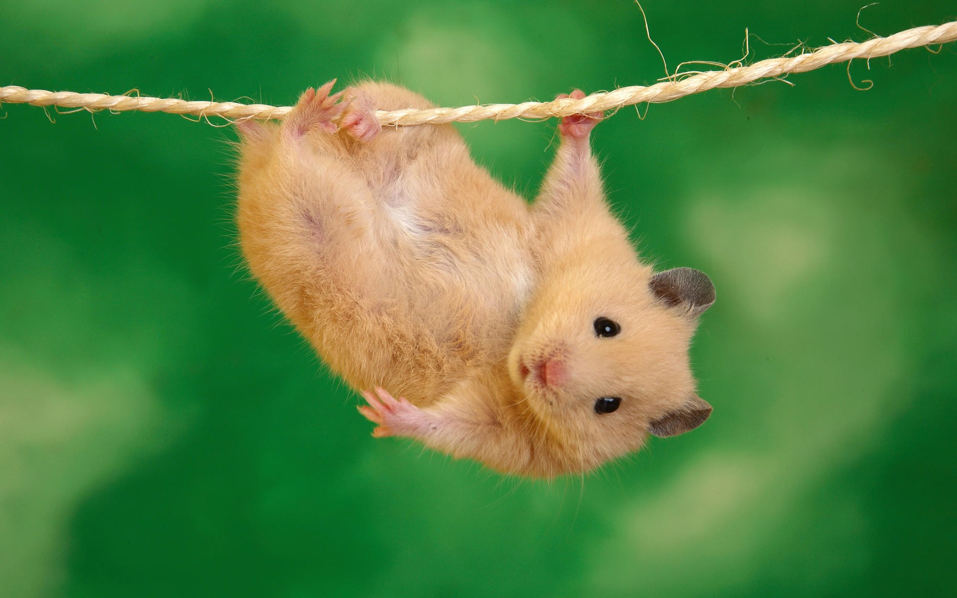 desktop cute pictures of animals with sayings wallpaper