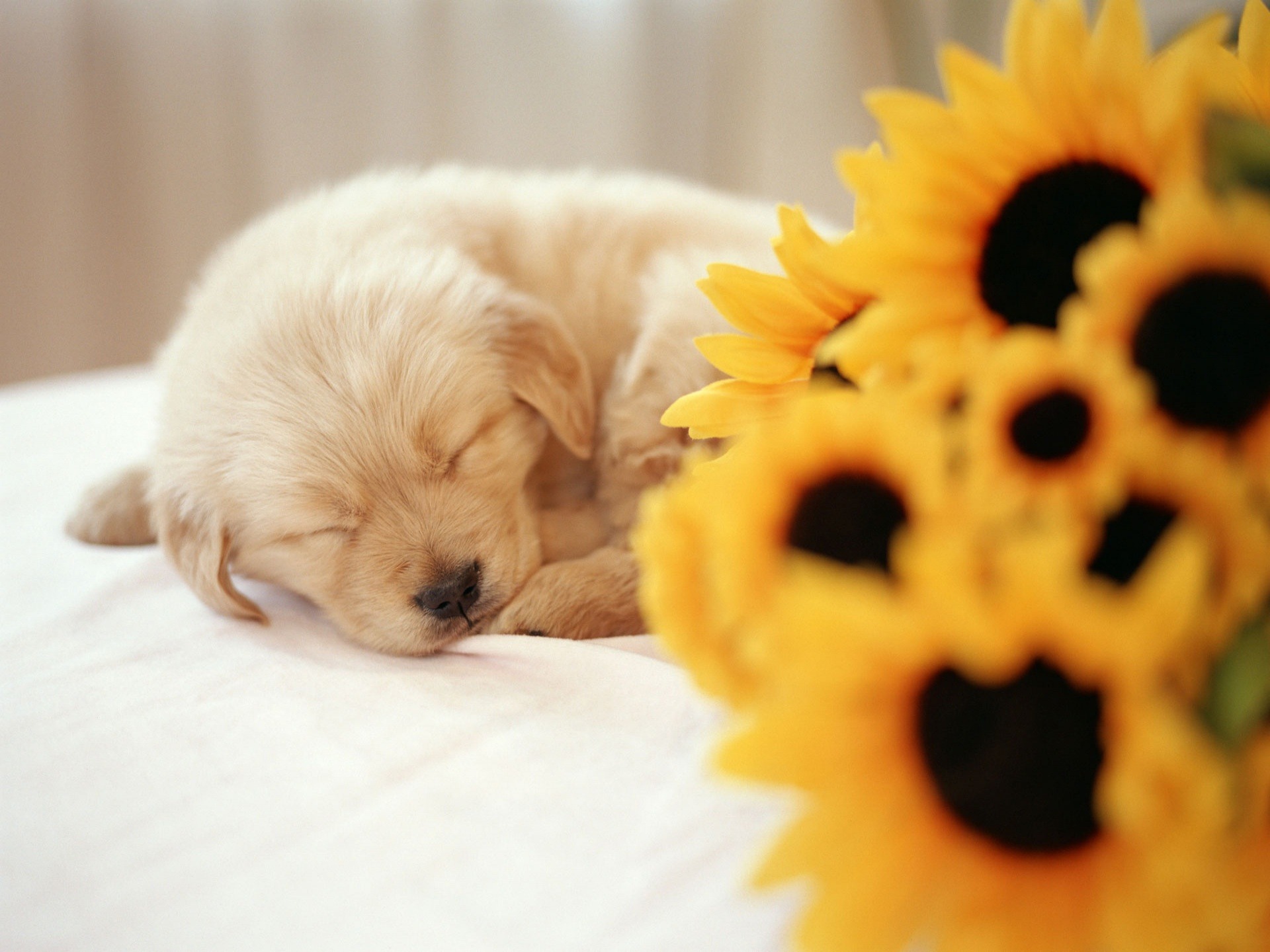 desktop cute small dog images dowload