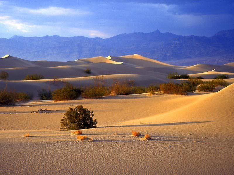 desktop desert animalswallpaper