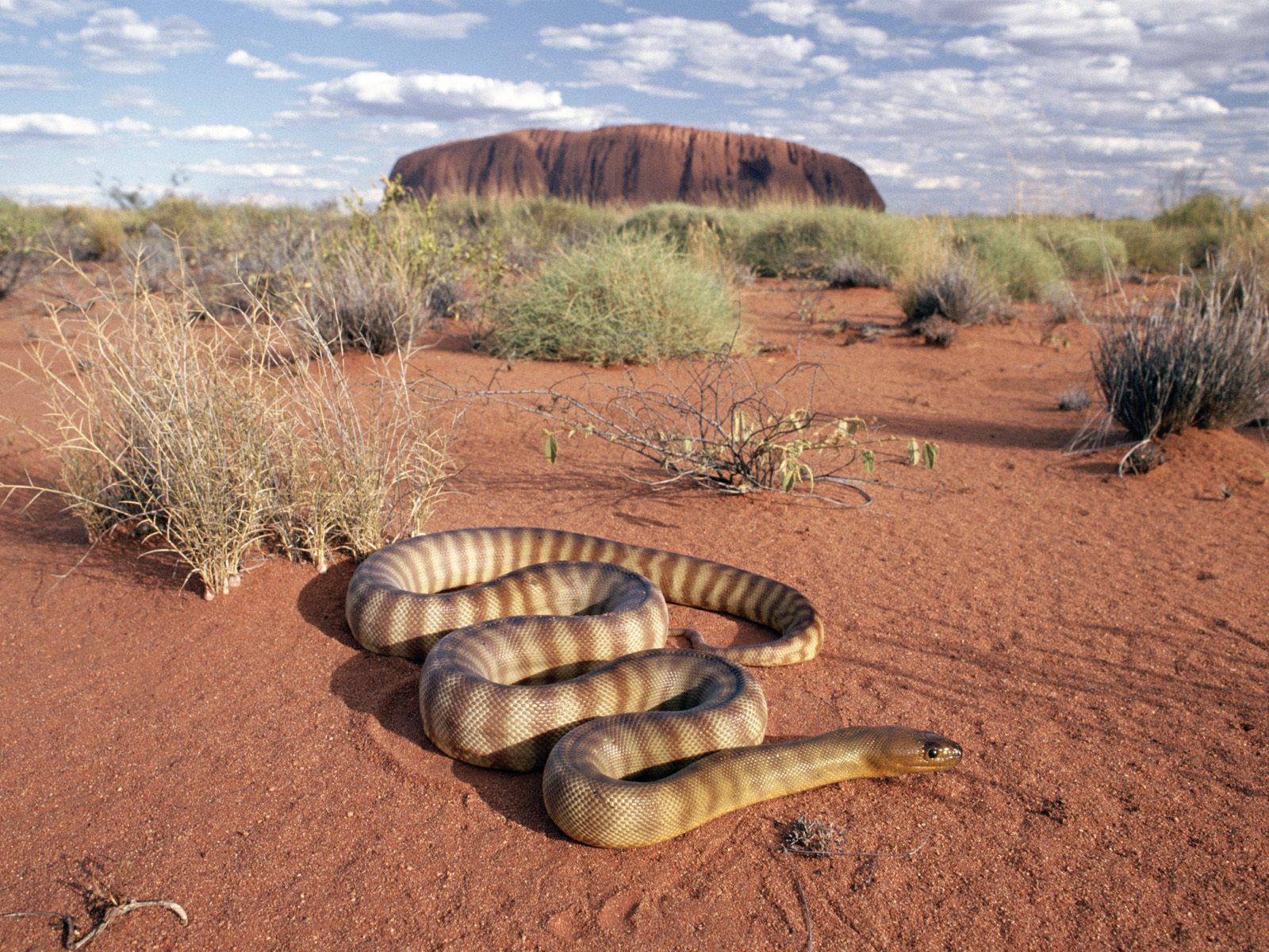 desktop desert with animalswallpaper