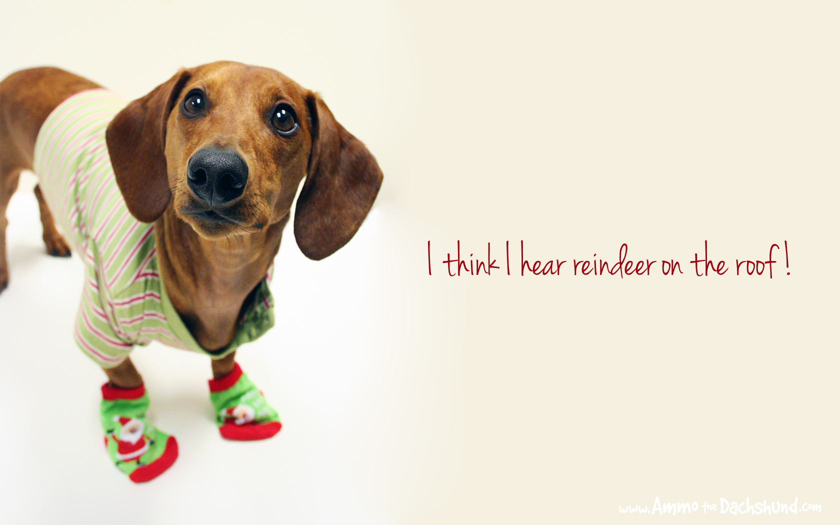 desktop dog christmas images funny dowload