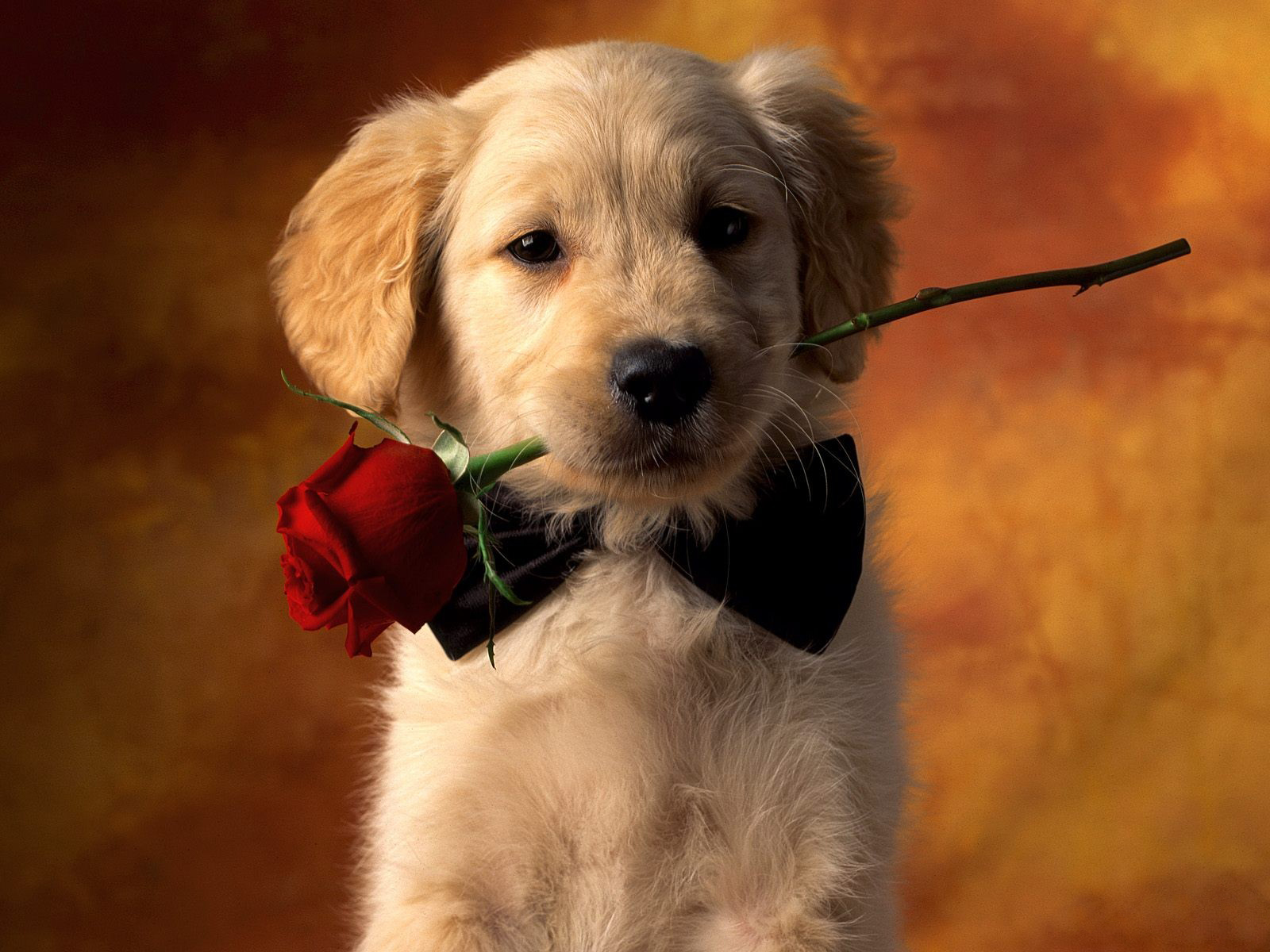desktop dog computer wallpaper dowload