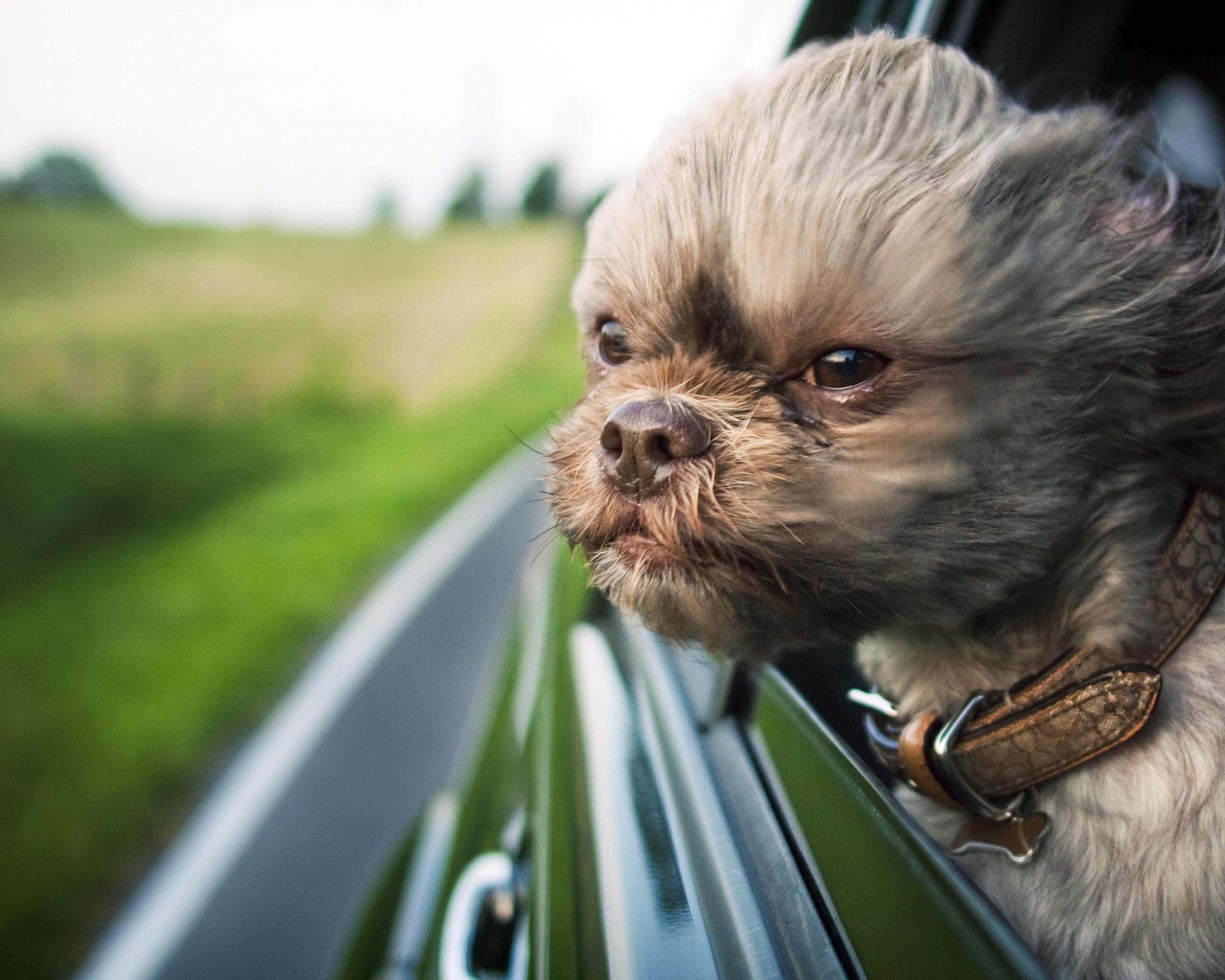 desktop dog funny images dowload