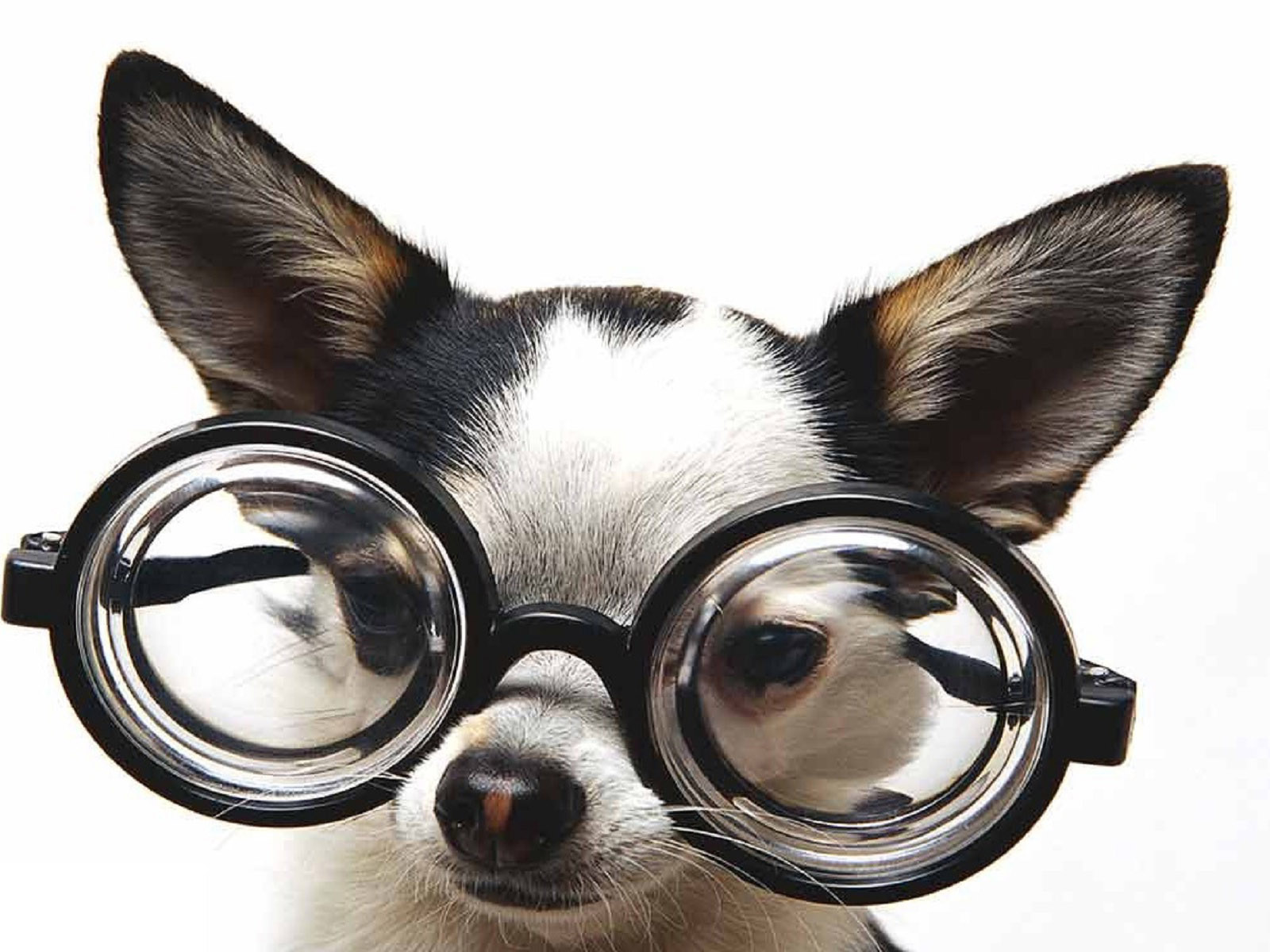 desktop dogs photos funny dowload